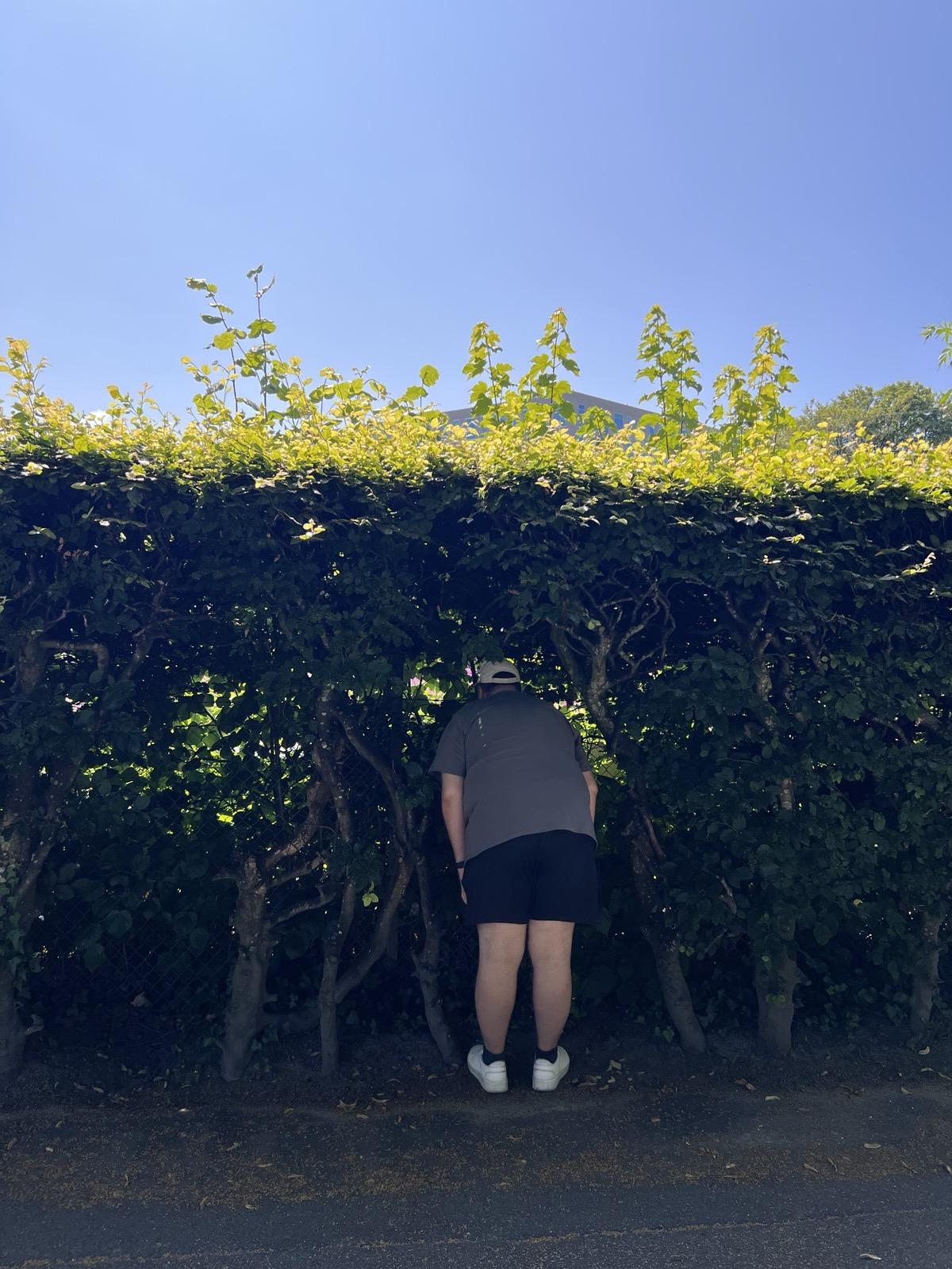 Eit utendørsbilete i sterkt, klårt solskin teke bakfrå ein mann som står på ein asfaltert veg og bøyer seg nysgjerrig framover for å kike inn i ei tett, grøn hekk. Mannen har på seg ein mørkegrå t-skjorte, mørk shorts, kvite sko og ein ljos caps. Hekken strekkjer seg horisontalt over heile biletet og har ein kraftig, knudrete stamme- og greinstruktur nedst, medan toppen er prega av friske, lysegrøne og gule skot som lyser opp i solskinet. Over hekken kan ein skimte toppen av ein bygning langt i bakgrunnen mot ein heilt skyfri, intens blå himmel.